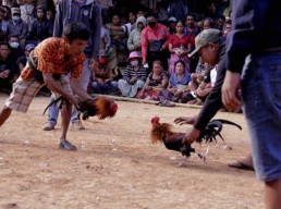 Semarak Perjudian Sabung Ayam Dan Dadu Bendosari, Kecamatan Ngantru. Tulungagung