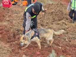Anjing Pelacak Bantu Pencarian Korban Longsor Cilacap