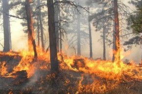 MA Bebaskan Perusahaan Sawit Pembakar Hutan