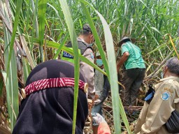 Hilang 12 Hari, Ramu Ditemukan Tak Bernyawa di Kebun Tebu