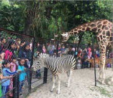 Holiyeay School at Zoorabaya di KBS Surabaya selama Liburan Sekolah, intip Harga Tiketnya