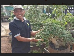 Dari Hobi Bisa Jadi Cuan, Samsudin Memanfaatkan Lahan Kosong Budi Daya Bonsai
