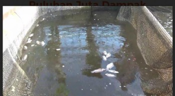 Gegara bediding, Ribuan Ikan Mati Hingga Petani Lumajang Rugi Puluhan Juta