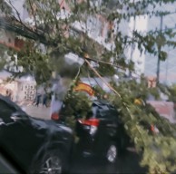 Hujan Angin di Surabaya, Pohon Roboh Menimpa Minibus di Jl.Mayjend Sungkono