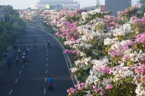 Tabebuya Kembali Bermekaran, Jalanan Surabaya Semakin Indah