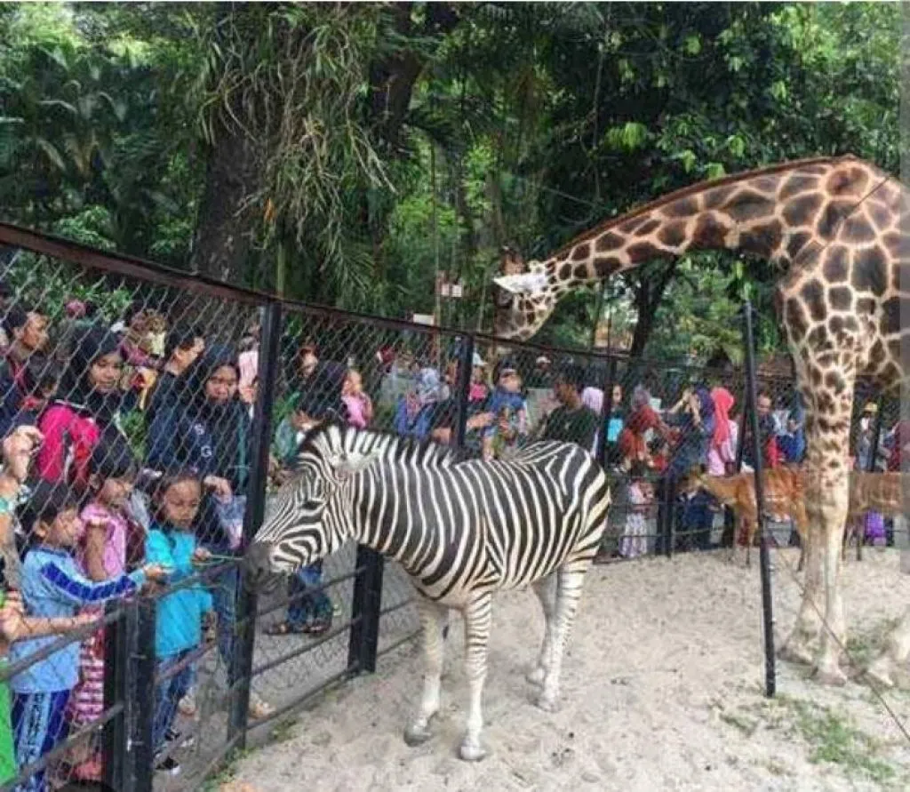 Holiyeay School at Zoorabaya di KBS Surabaya selama Liburan Sekolah, intip Harga Tiketnya