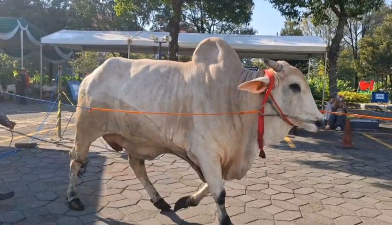Sapi kurban dari Presiden dibawa ke lokasi penyembelihan di Masjid Al- Akbar Surabaya