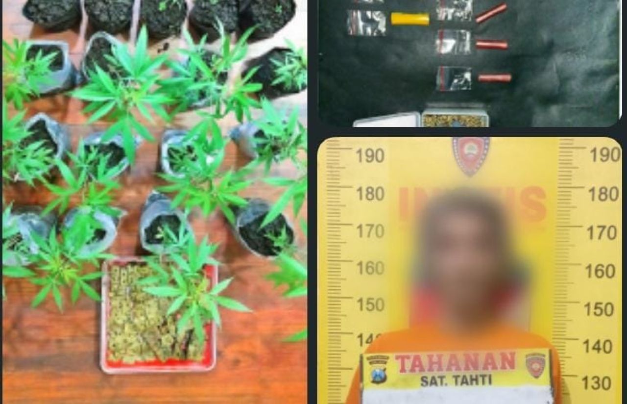 Polres Malang Tangkap Bandar Sabu Pemilik Kebun Ganja di Tumpang