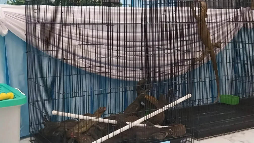 Polda Jatim Ungkap Perdagangan Satwa Dilindungi ke Thailand, Tiga Ekor Komodo Diselamatkan
