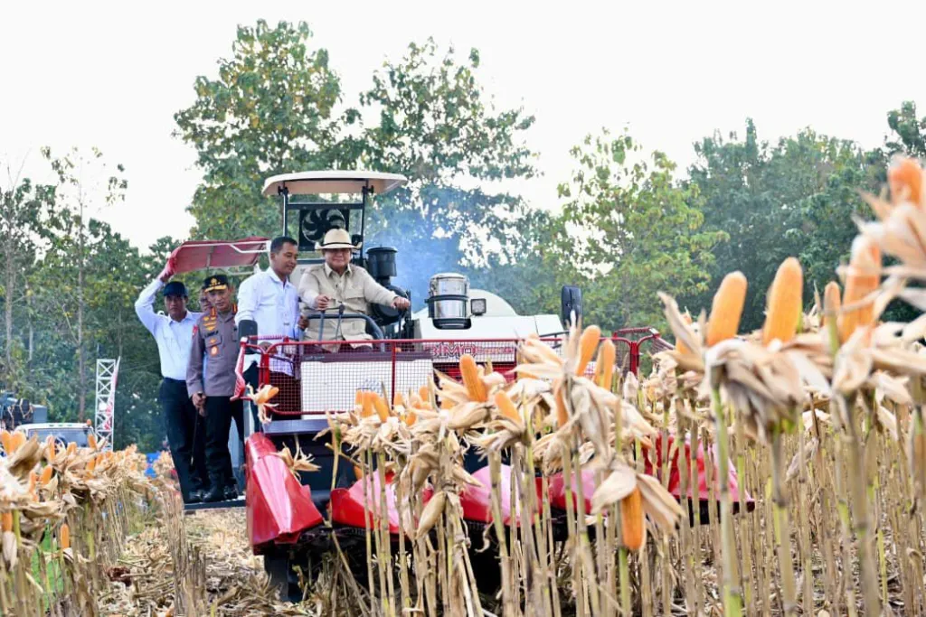 Perkuat Ketahanan Pangan Nasional, Presiden Panen Jagung di Tuban