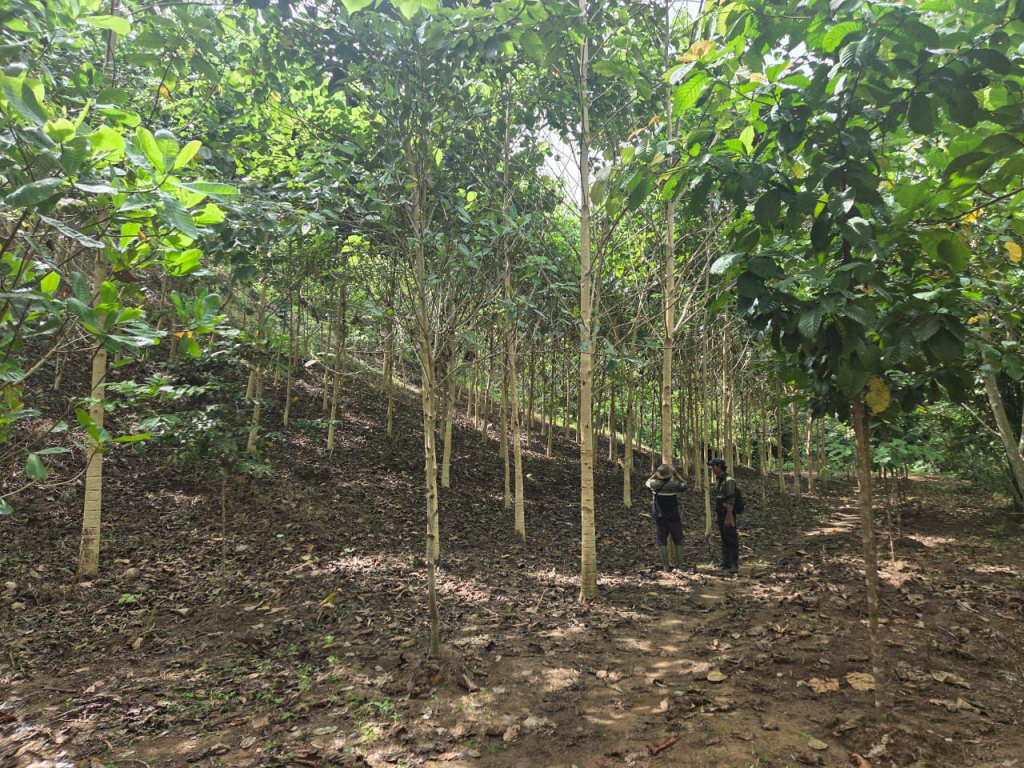 Dukung Stabilitas Sungai PT GSM Serahkan Rehabilitasi DAS ke Kementerian Kehutanan
