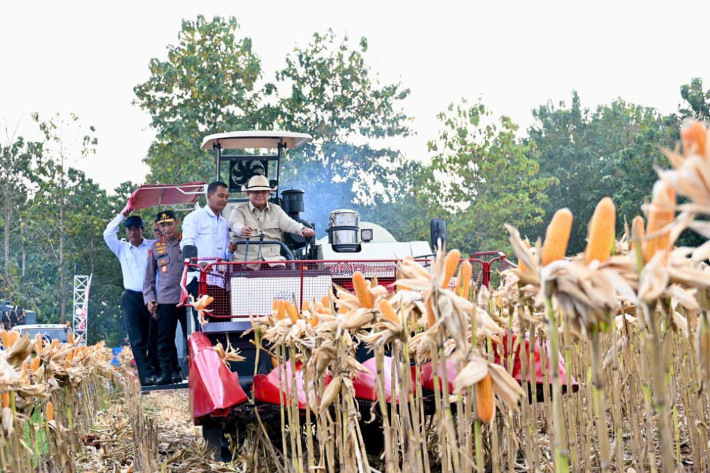 Perkuat Ketahanan Pangan Nasional, Presiden Panen Jagung di Tuban
