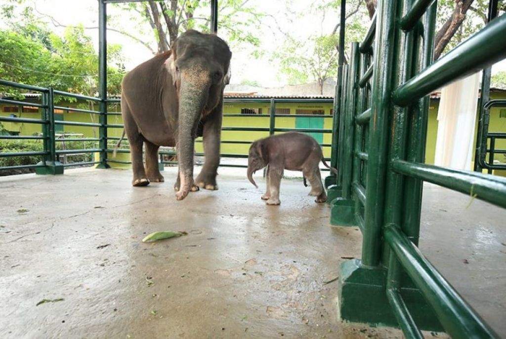 Gajah Dumbo saat hidup. 