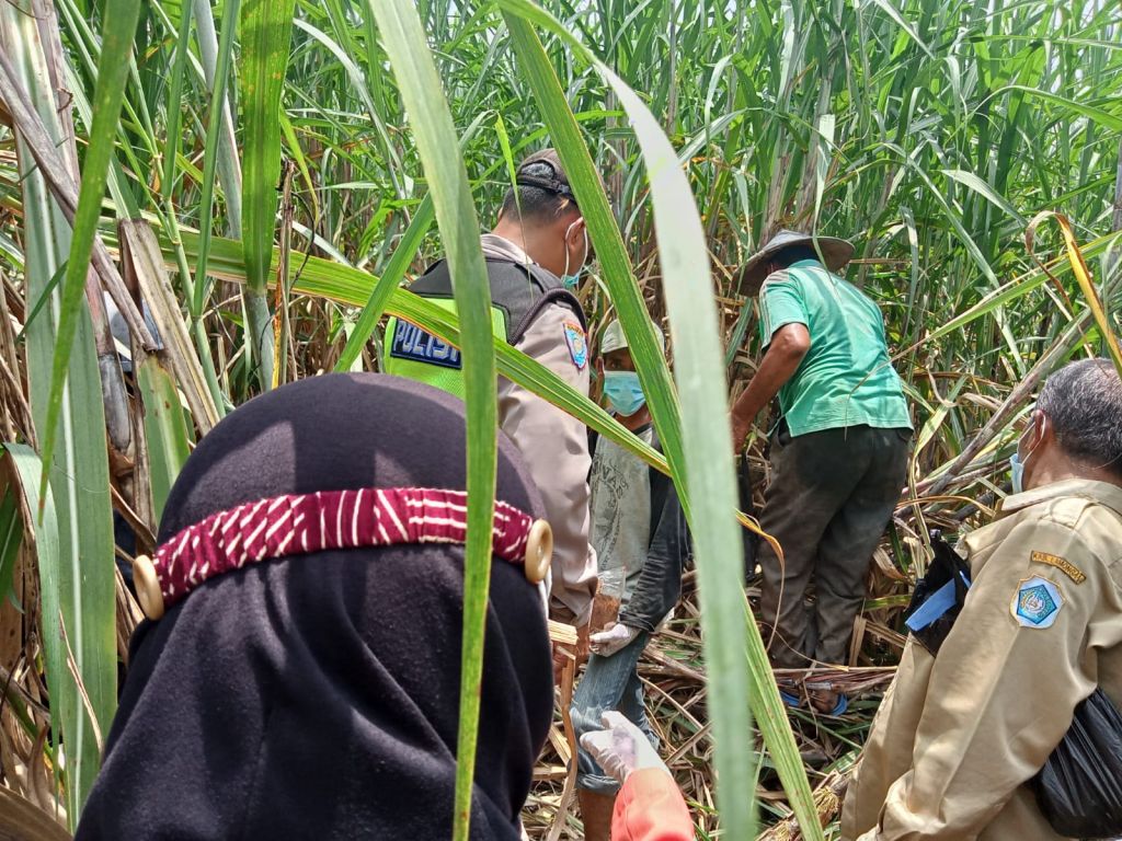 Hilang 12 Hari, Ramu Ditemukan Tak Bernyawa di Kebun Tebu