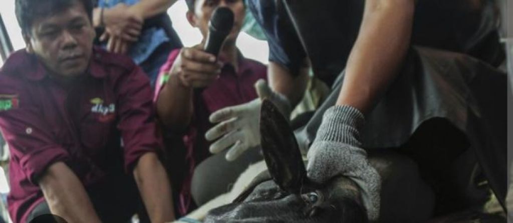 Pelatihan tata cara penyembelihan hewan kurban