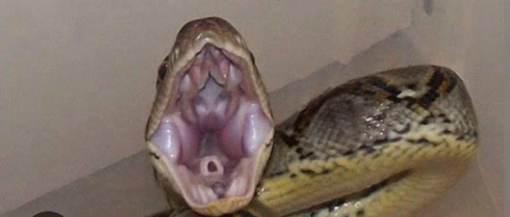 Nasib Petani Menghilang, Ternyata Ditelan Ular Piton saat Berkebun, Kecurigaan Warga Terbukti