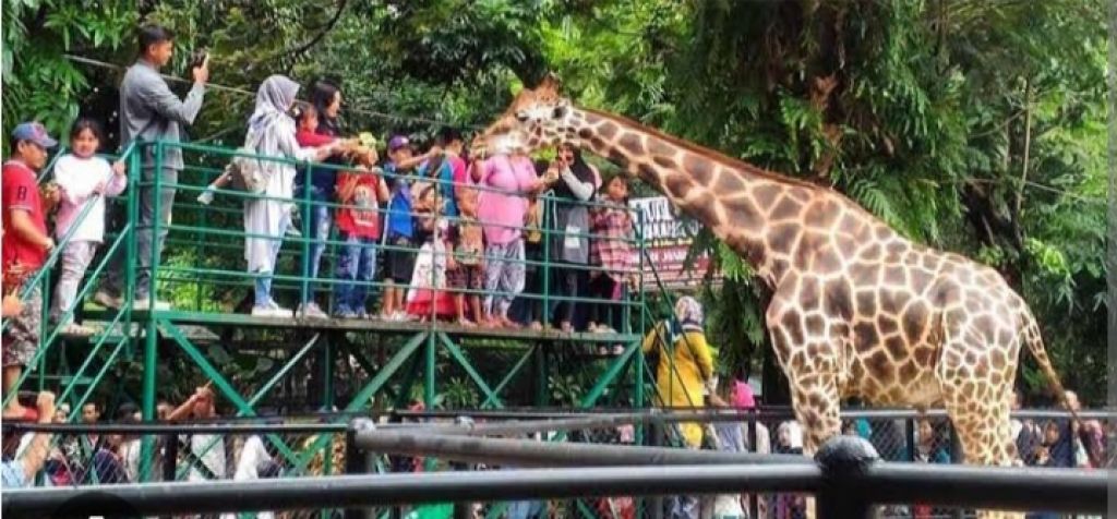 Antusias masyarakat  menyaksikan satwa Jerapah di KBS 