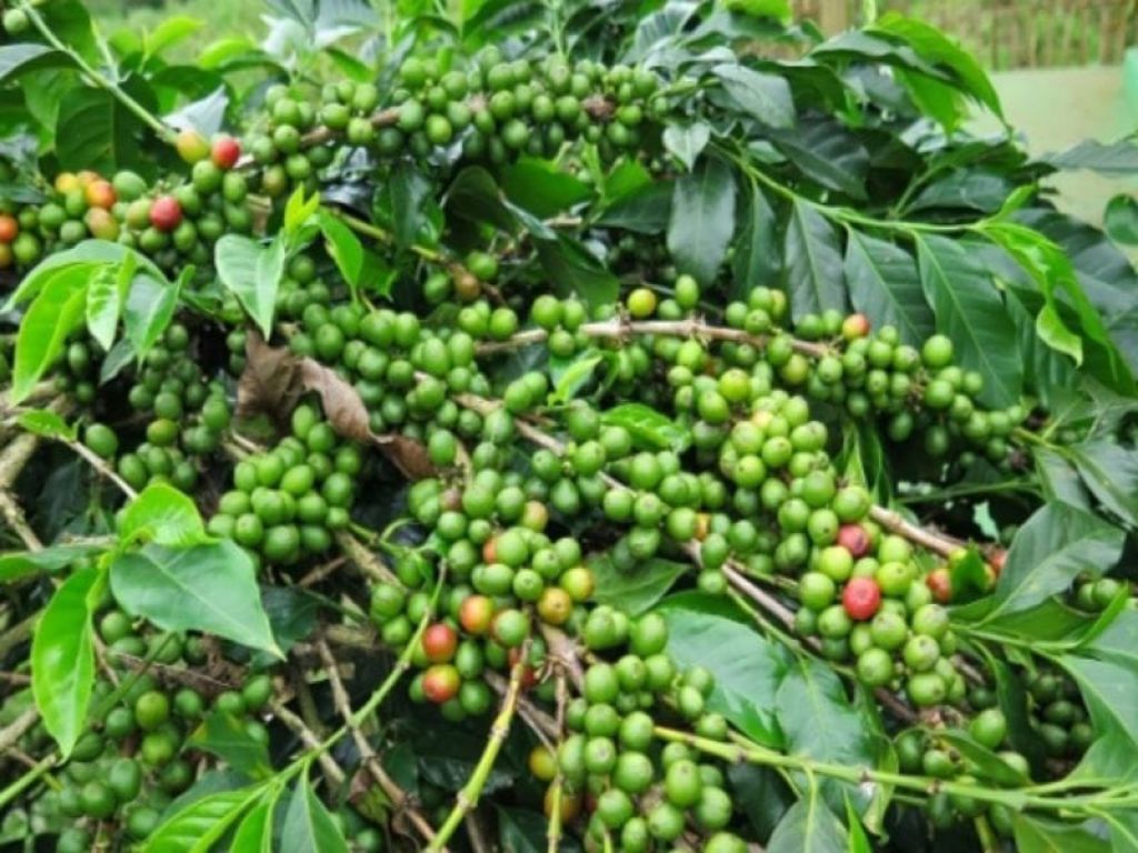 Pohon Kopi Hijau