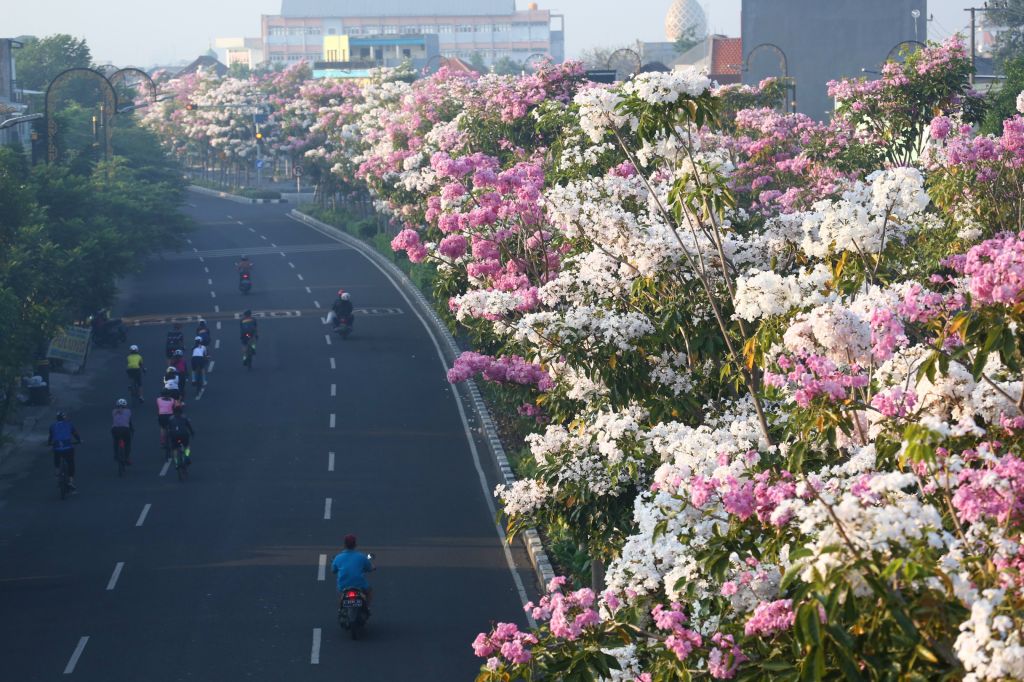 Tabebuya Kembali Bermekaran, Jalanan Surabaya Semakin Indah